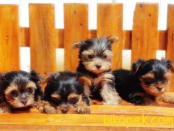 TEACUP YORKSHİRE TERRİER YAVRUSU 5