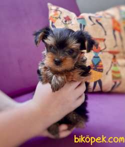 Teacup Yorkshire Yavru 1