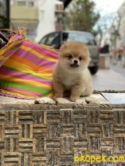 Teady Bear Pomeranian Boo Yavrumuz 3