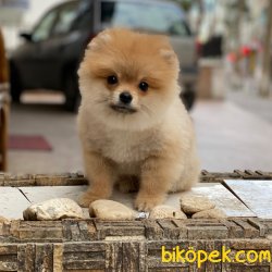 Teady Bear Pomeranian Boo Yavrumuz 1