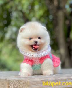 Teddy Ayıcık Pomeranian Boo Bebekler 2