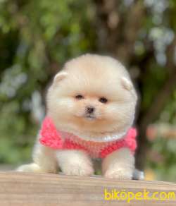 Teddy Ayıcık Pomeranian Boo Bebekler 4