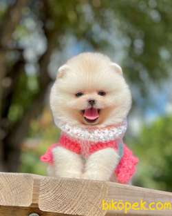 Teddy Ayıcık Pomeranian Boo Bebekler 1