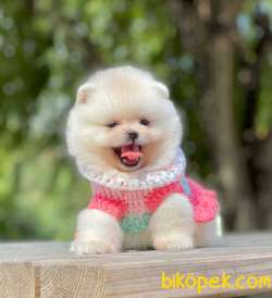 Teddy Ayıcık Pomeranian Boo Bebekler 3