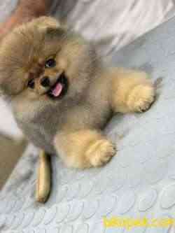 TEDDY BEAR 1