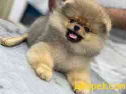 TEDDY BEAR 3