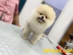 TEDDY BEAR 2