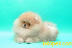 Teddy Bear Ayı Surat Basık Burunlu Secereli Boo 4