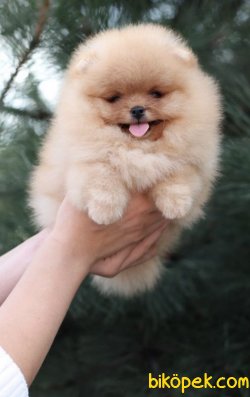 Teddy Bear Ayı Surat Pomeranain Boo Yavrular 3