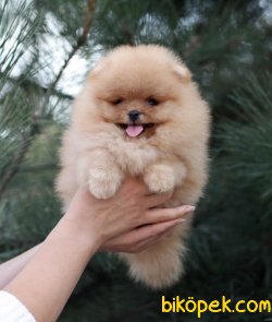 Teddy Bear Ayı Surat Pomeranain Boo Yavrular 1