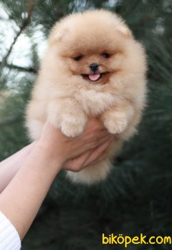 Teddy Bear Ayı Surat Pomeranain Boo Yavrular 2