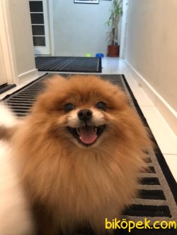 Teddy Bear Ayı Surat Pomeranian 3