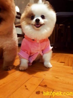 Teddy Bear Ayı Surat Pomeranian 1