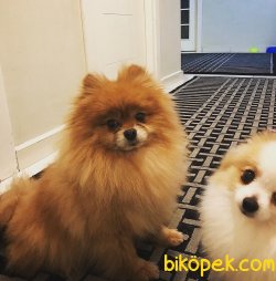 Teddy Bear Ayı Surat Pomeranian 2
