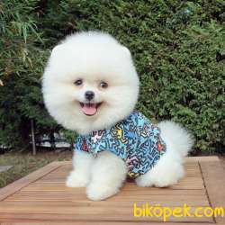 Teddy Bear Ayı Surat Pomeranian Boo Yavrularımız 3