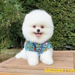 Teddy Bear Ayı Surat Pomeranian Boo Yavrularımız 2