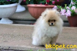 Teddy Bear Ayıcık Surat Pomeranian Boo Yavrular 2