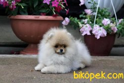Teddy Bear Ayıcık Surat Pomeranian Boo Yavrular 4
