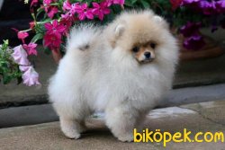 Teddy Bear Ayıcık Surat Pomeranian Boo Yavrular 3