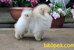 Teddy Bear Ayıcık Surat Pomeranian Boo Yavrular 1