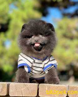 Teddy Bear Black Pomeranian Yavrumuz 4