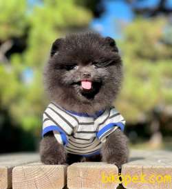 Teddy Bear Black Pomeranian Yavrumuz 2
