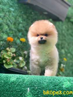 TEDDY BEAR  BONİ 1