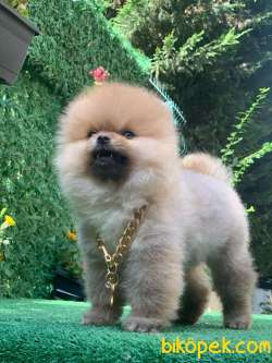 TEDDY BEAR  BONİ 3