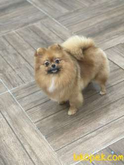 TEDDY BEAR BOO 1