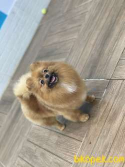 TEDDY BEAR BOO 3