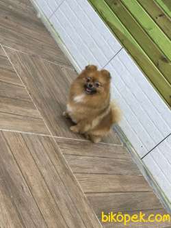 TEDDY BEAR BOO 2