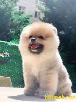 TEDDY BEAR BOO 1