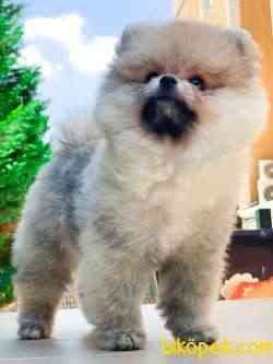 TEDDY BEAR BOO 2