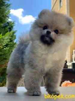 TEDDY BEAR BOO 3