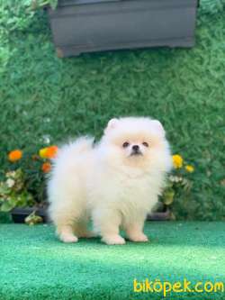 TEDDY BEAR BOO 2