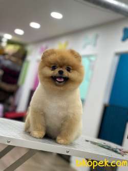 TEDDY BEAR BOO 3