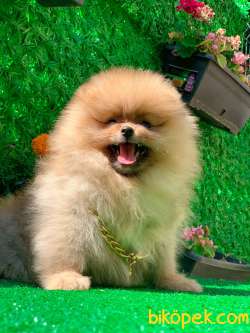TEDDY BEAR BOO 2