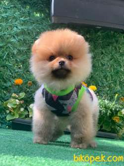 TEDDY BEAR BOO 1
