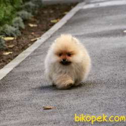 TEDDY BEAR BOO 1
