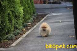 TEDDY BEAR BOO 3