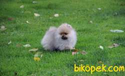 TEDDY BEAR BOO 2