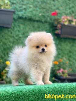 TEDDY BEAR BOO  BEBEK 2