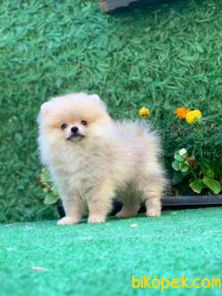 TEDDY BEAR BOO  BEBEK 3