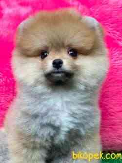 TEDDY BEAR BOO MUHTEŞEM SURAT 2