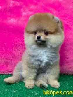TEDDY BEAR BOO MUHTEŞEM SURAT 4