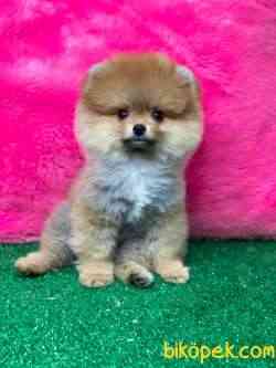 TEDDY BEAR BOO MUHTEŞEM SURAT 1