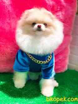 TEDDY BEAR BOO MUHTEŞEM SURAT OĞLUMUZ 4