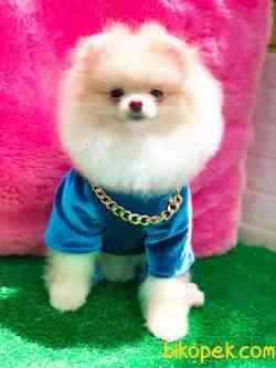TEDDY BEAR BOO MUHTEŞEM SURAT OĞLUMUZ 3