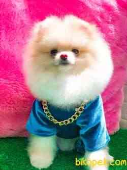 TEDDY BEAR BOO MUHTEŞEM SURAT OĞLUMUZ 1