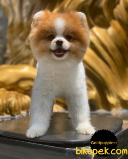 Teddy Bear Boo Pomeranian Ayı Surat 1